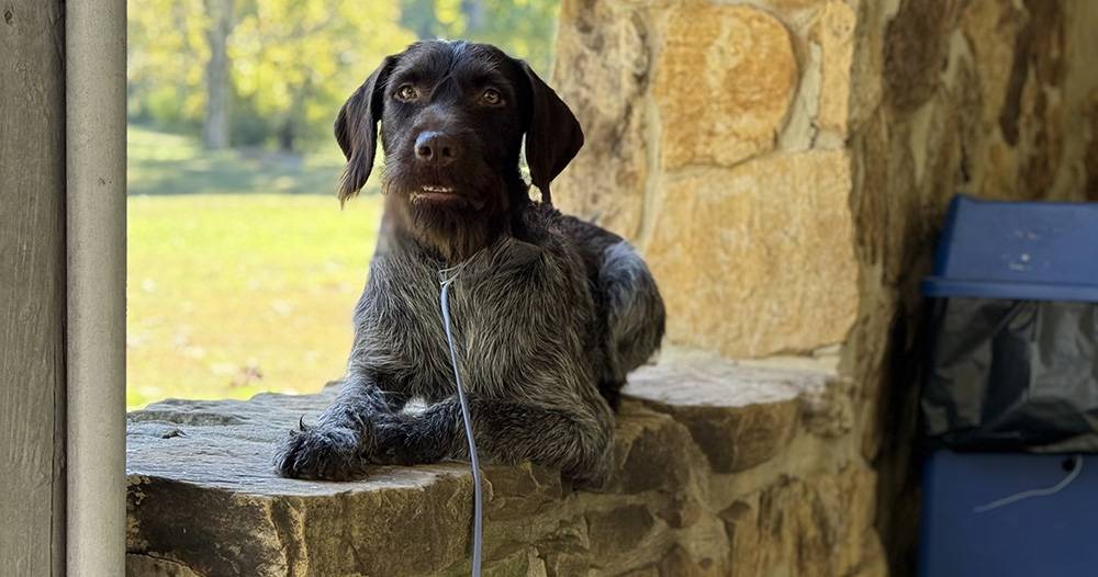 Take Flight Dog Training 3