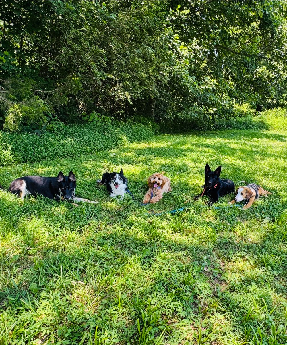 Take Flight Dog Training (14)