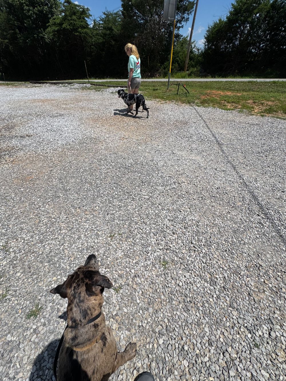Take Flight Dog Training (15)