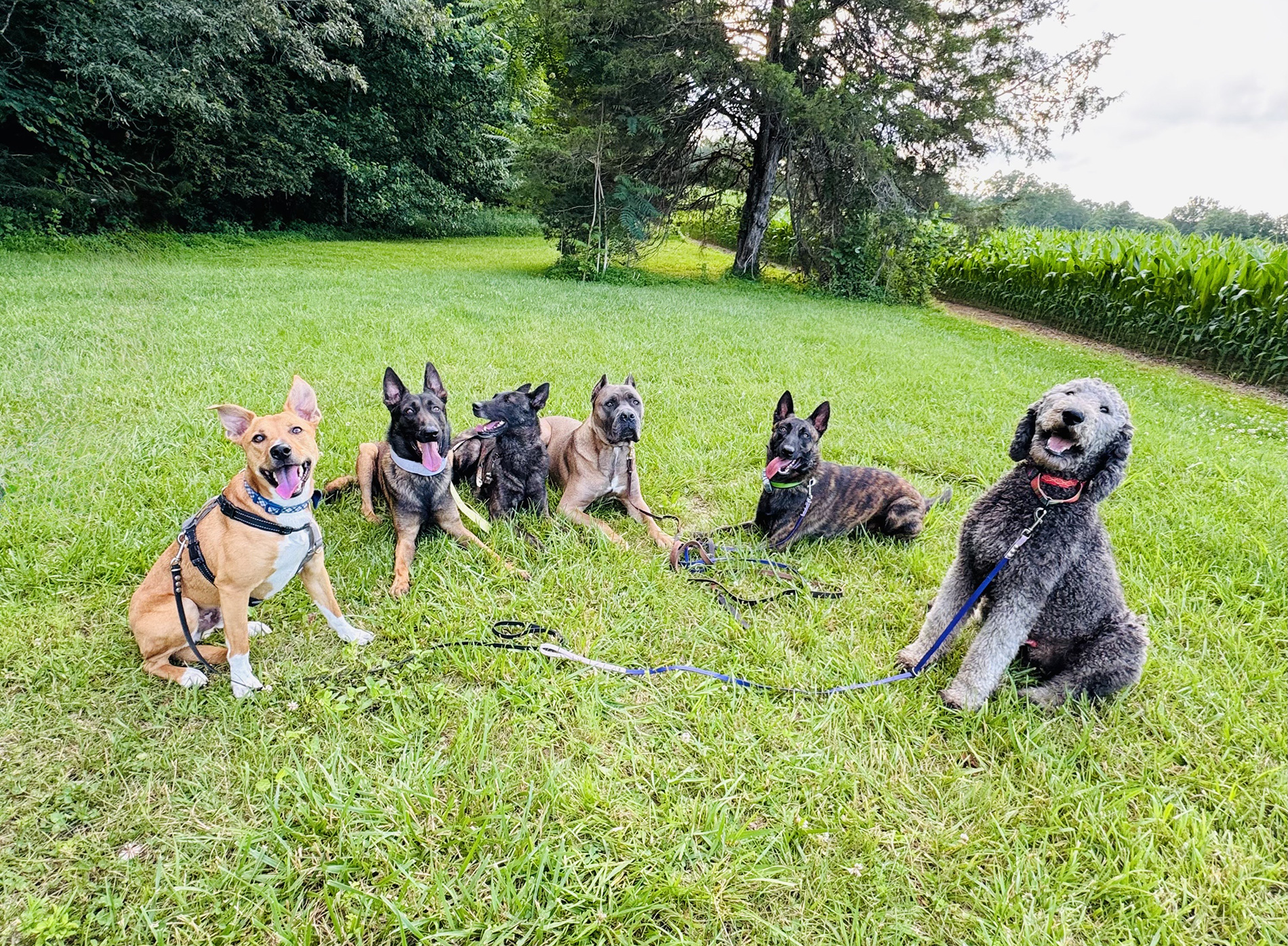 Take Flight Dog Training