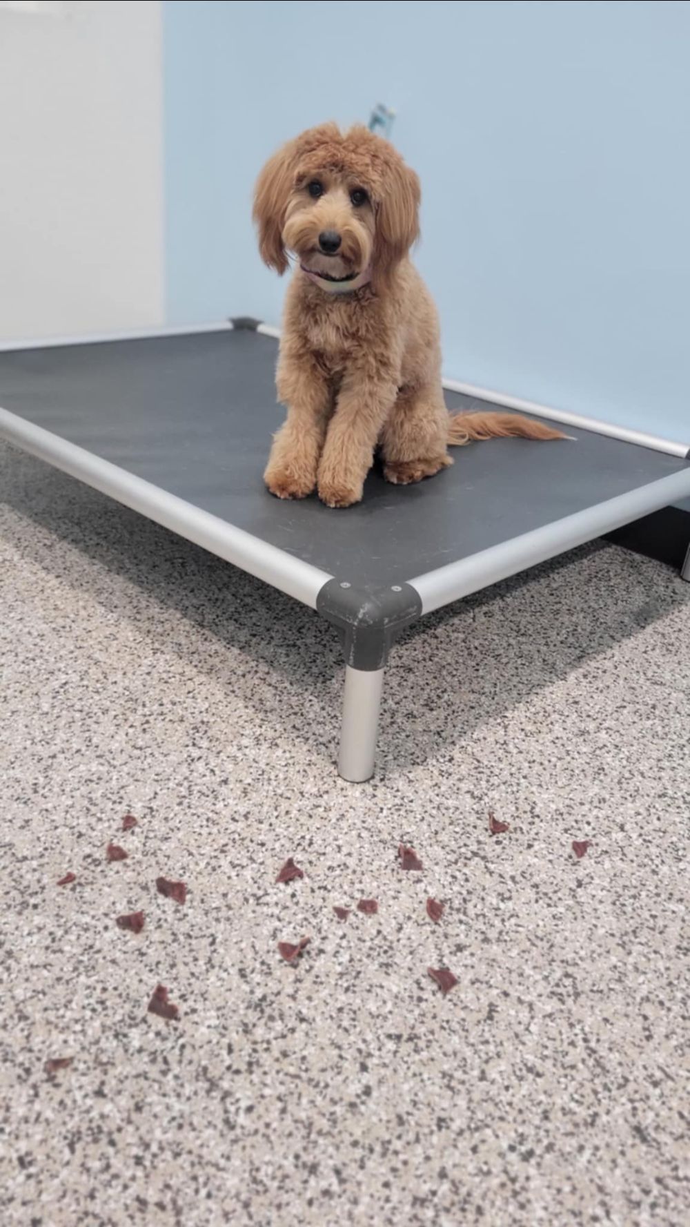 Take Flight Dog Training (9)