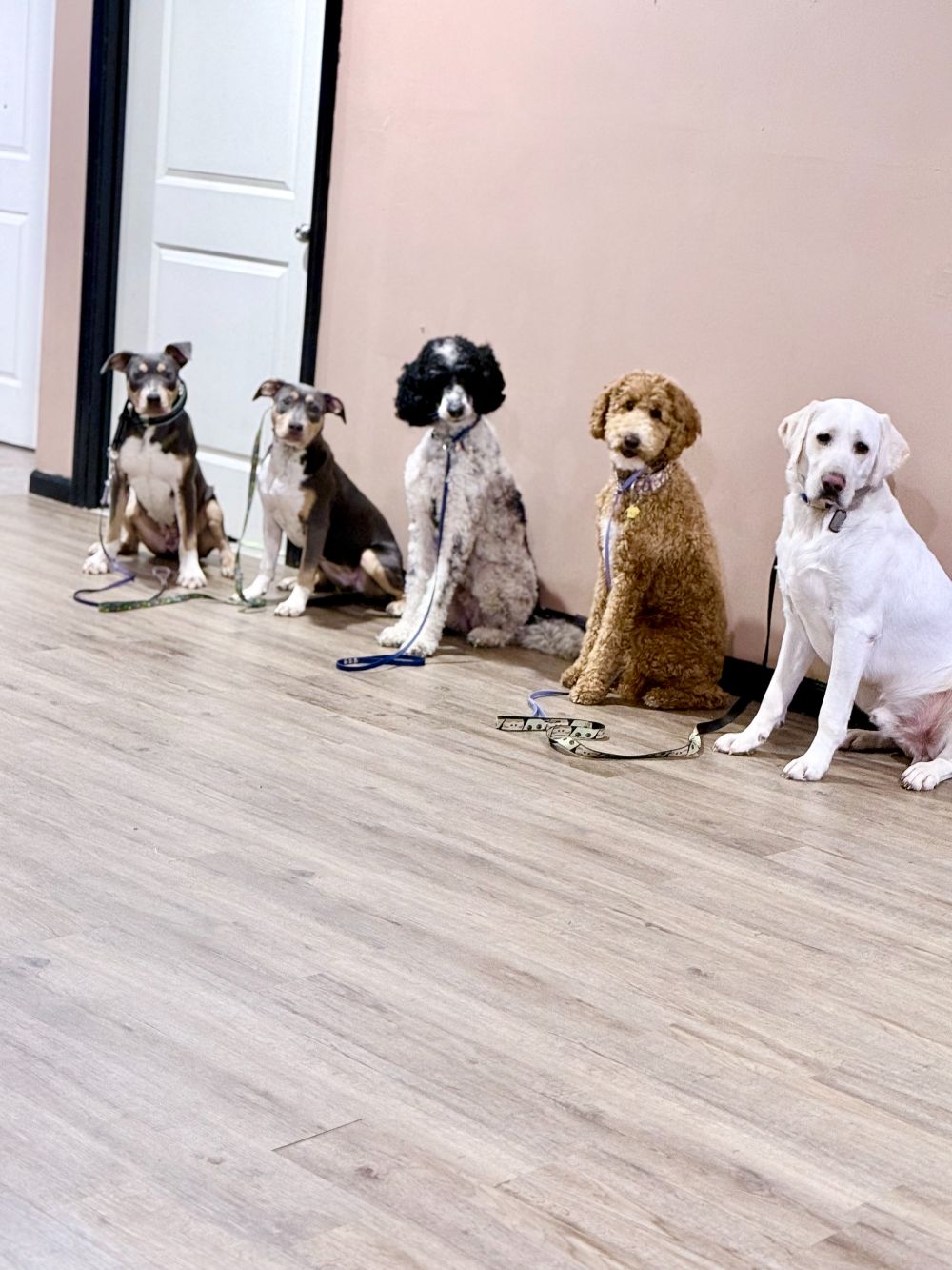 Take Flight Dog Training (1)