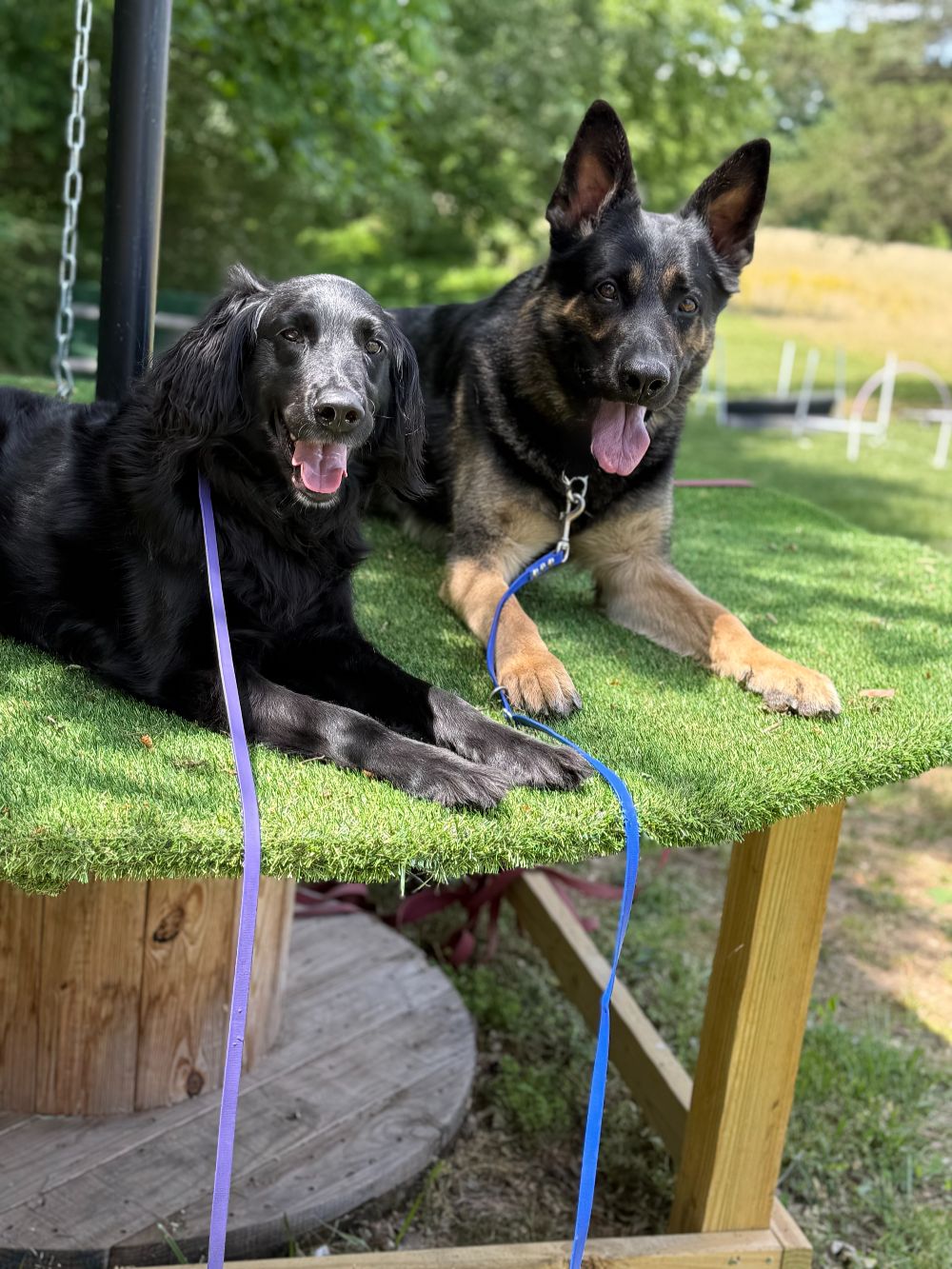 Take Flight Dog Training (3)