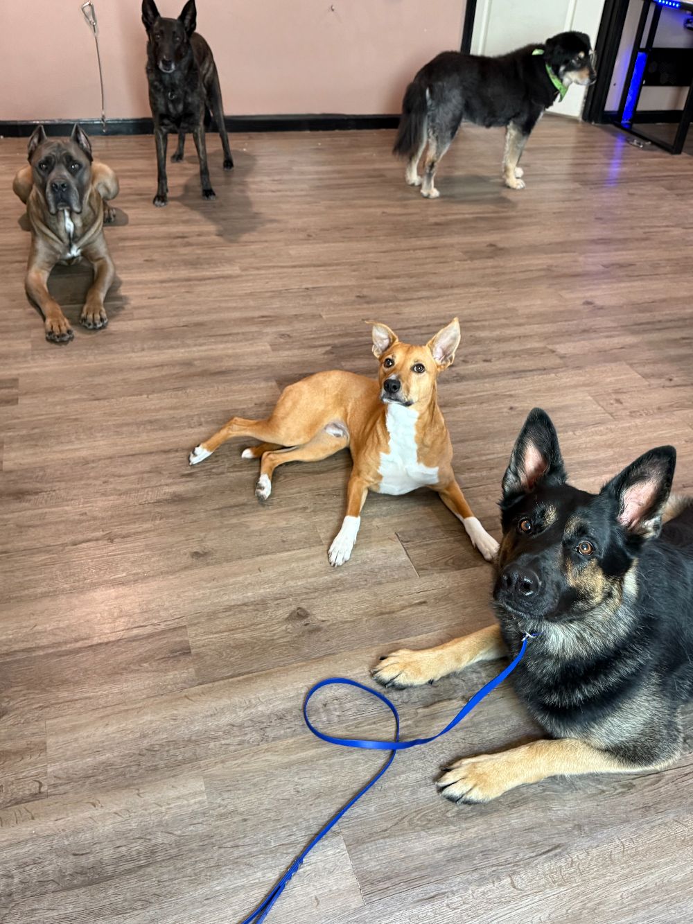 Take Flight Dog Training (4)