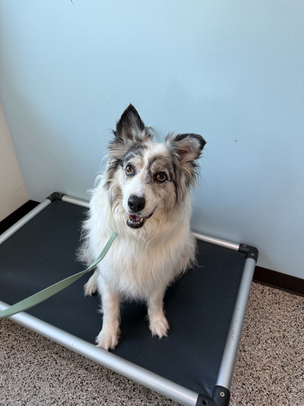 Take Flight Dog Training (11)