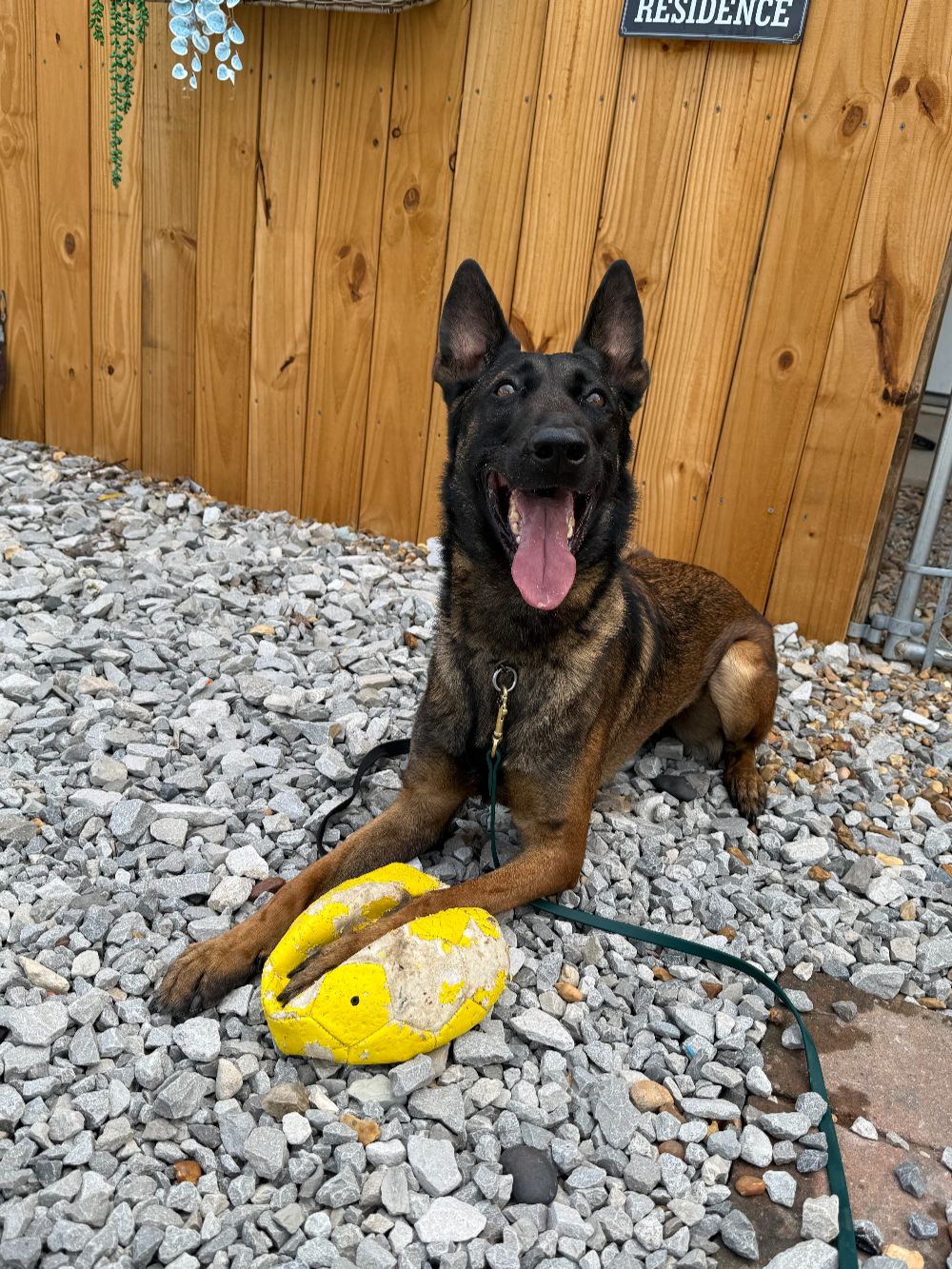Take Flight Dog Training (11)