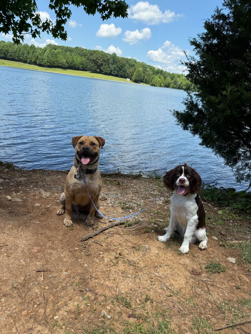 Take Flight Dog Training (12)