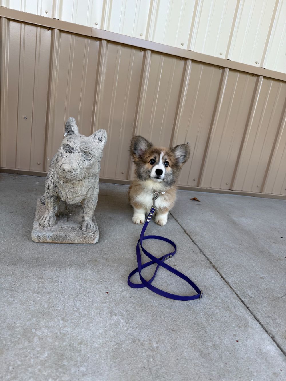 Take Flight Dog Training (13)
