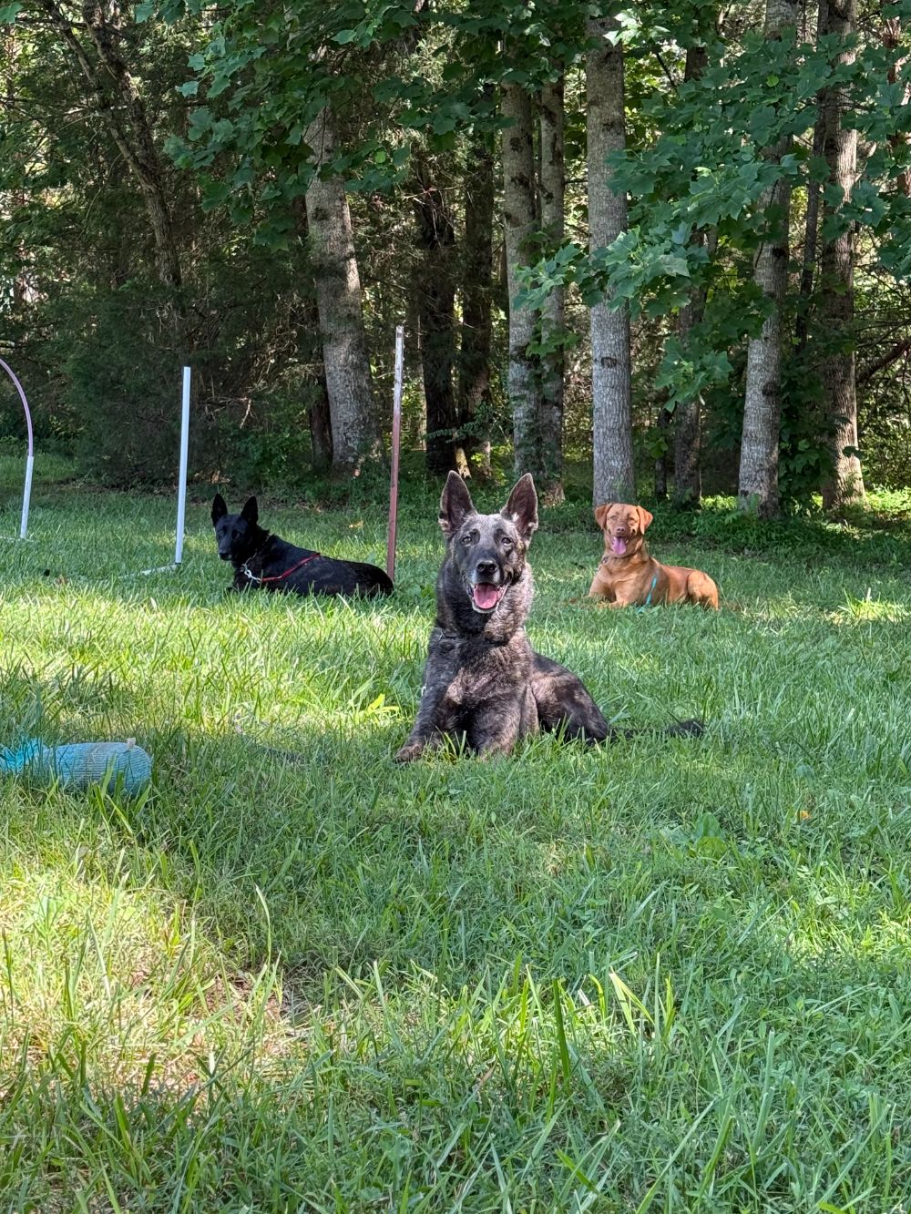 Take Flight Dog Training (14)