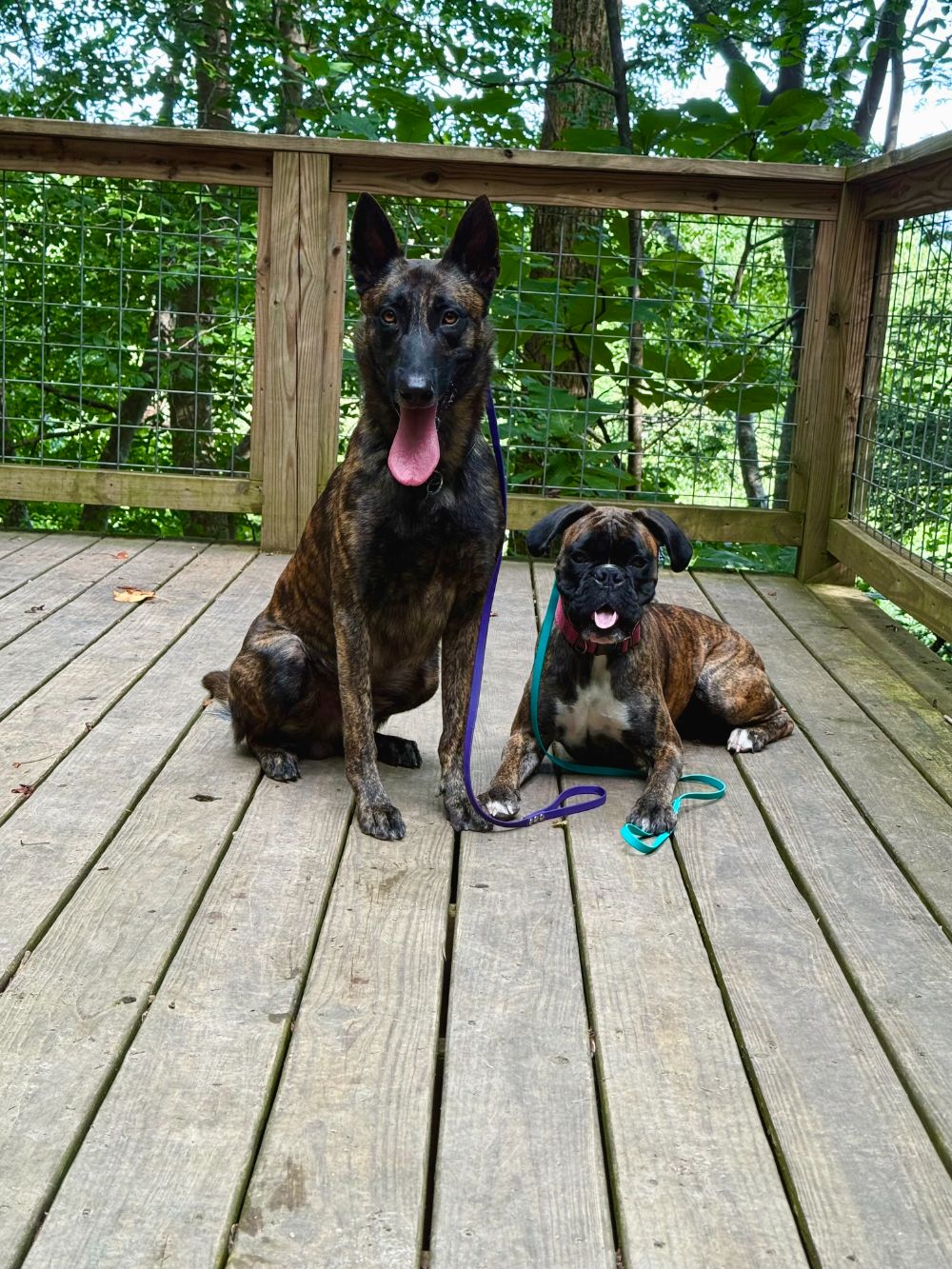 Take Flight Dog Training (15)