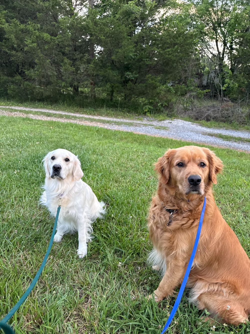 Take Flight Dog Training (16)