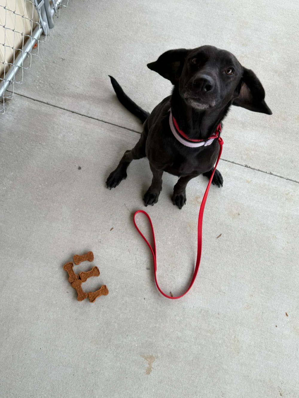Take Flight Dog Training (2)