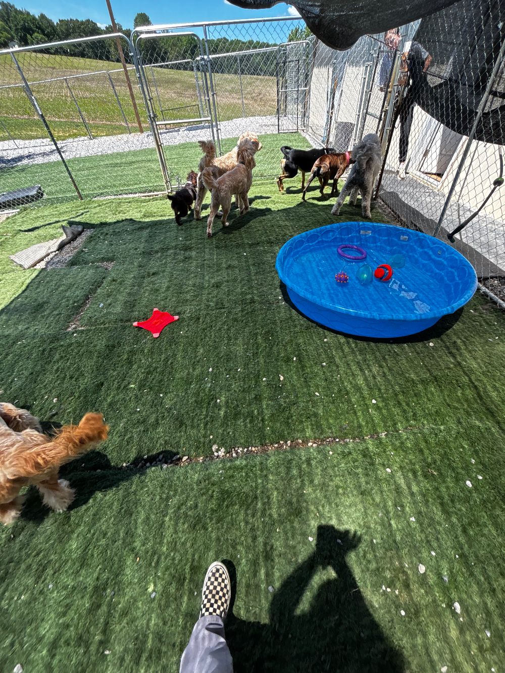 Take Flight Dog Training (2)