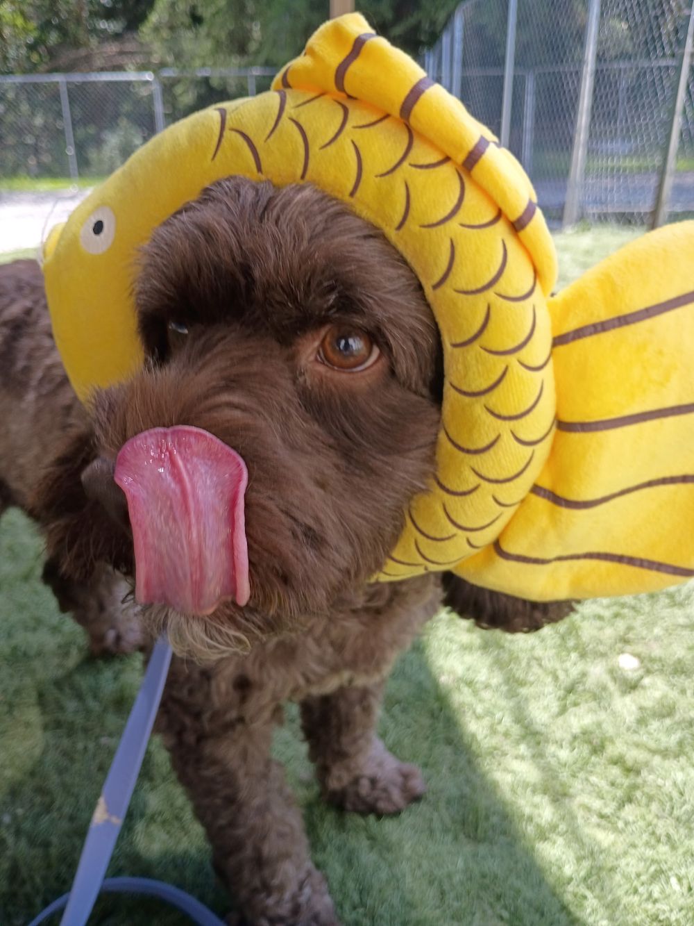 Take Flight Dog Training (3)
