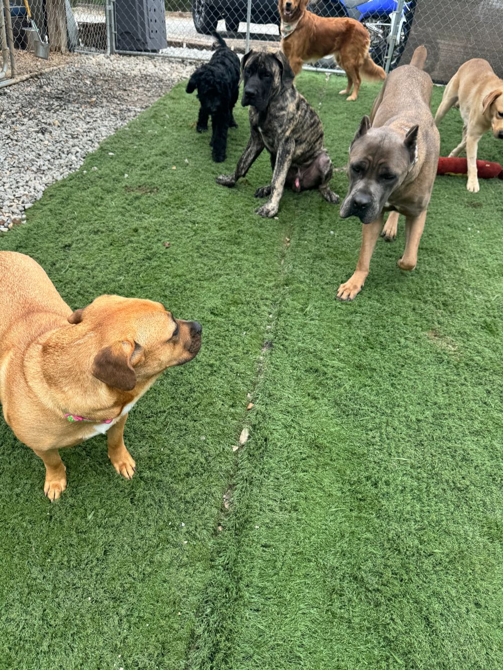 Take Flight Dog Training (4)