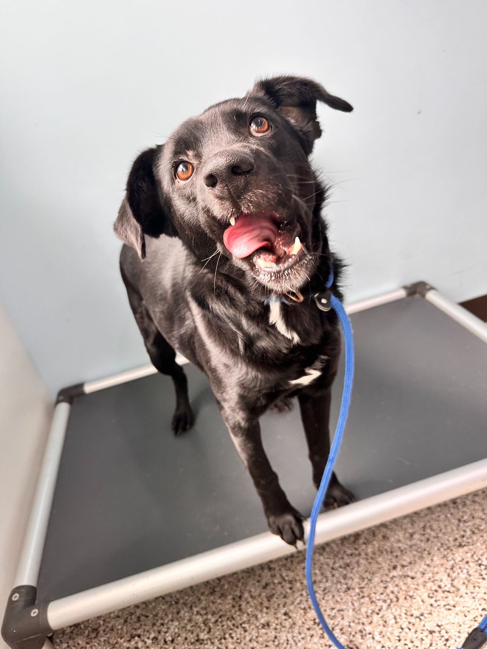 Take Flight Dog Training (6)