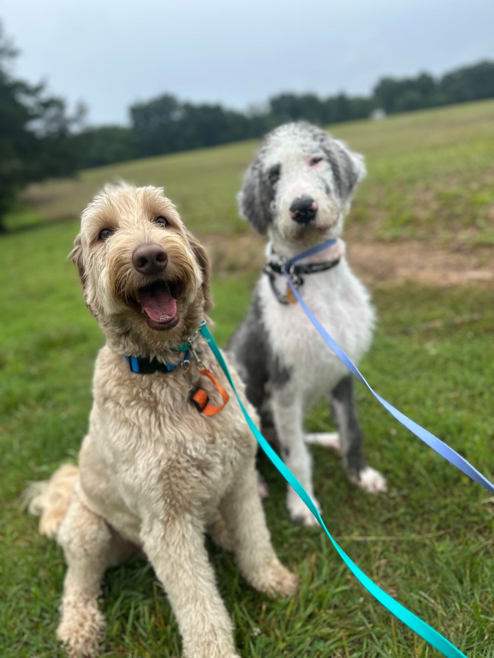 Take Flight Dog Training (7)