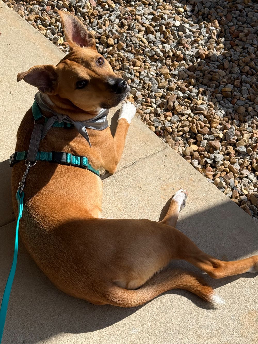Take Flight Dog Training (8)