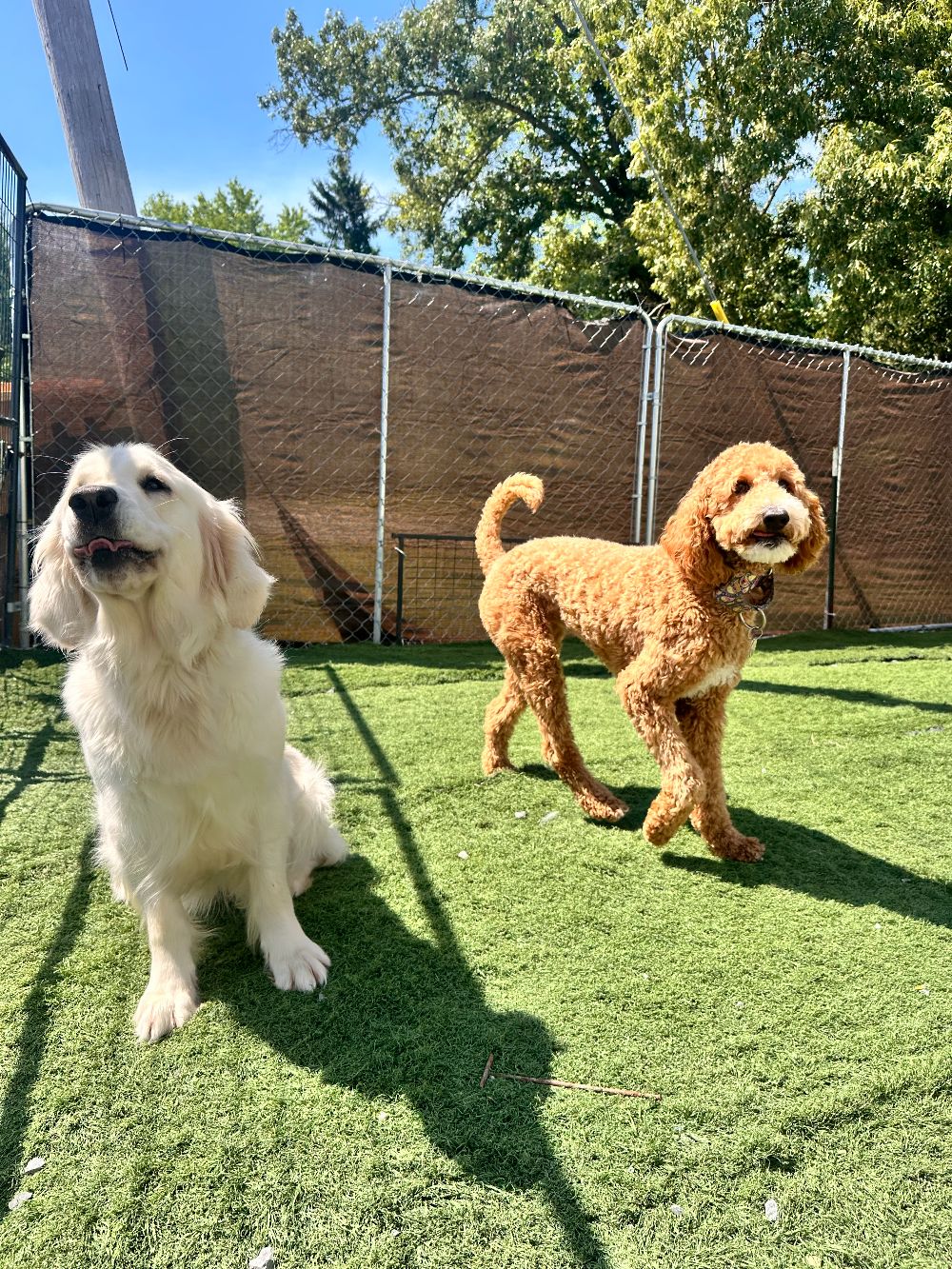 Take Flight Dog Training (8)